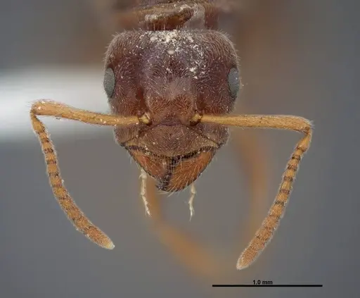 Lasius nevadensis specimen FMNHINS0000083084 image fmnhins0000083084_2