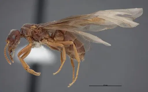 Lasius nevadensis specimen FMNHINS0000083084 image fmnhins0000083084_3