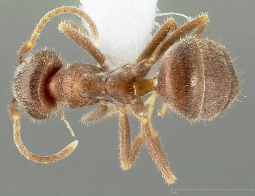 Lasius niger specimen CASENT0005404 image casent0005404_1