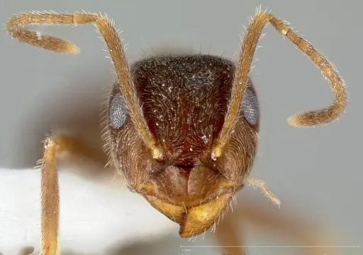 Lasius niger specimen CASENT0005404 image casent0005404_2