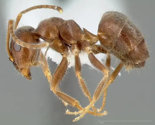 Lasius niger specimen CASENT0005404 image casent0005404_3