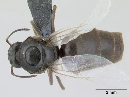 Lasius niger specimen CASENT0178773 image casent0178773_1