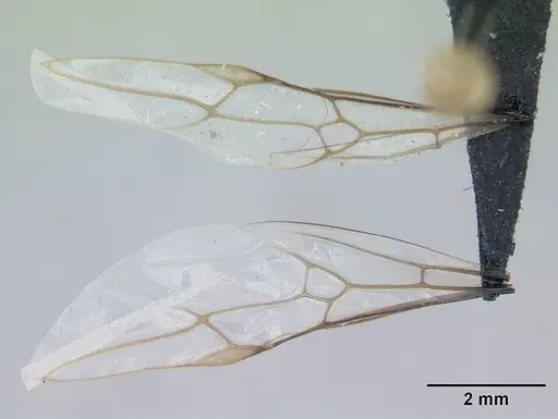Lasius niger specimen CASENT0178773 image casent0178773_2