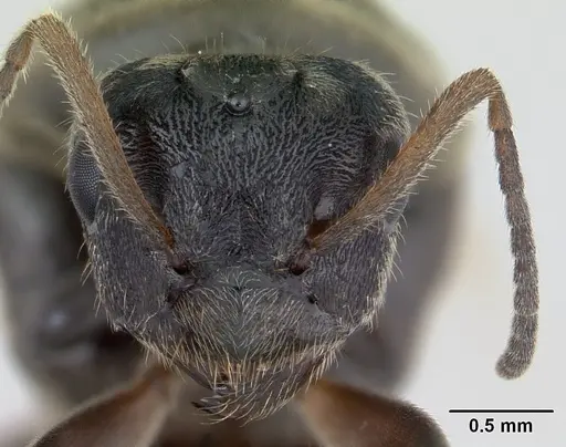 Lasius niger specimen CASENT0178773 image casent0178773_3