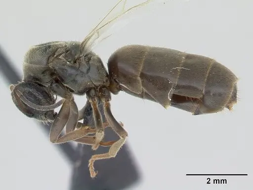 Lasius niger specimen CASENT0178773 image casent0178773_4