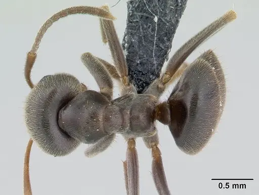 Lasius niger specimen CASENT0178774 image casent0178774_1