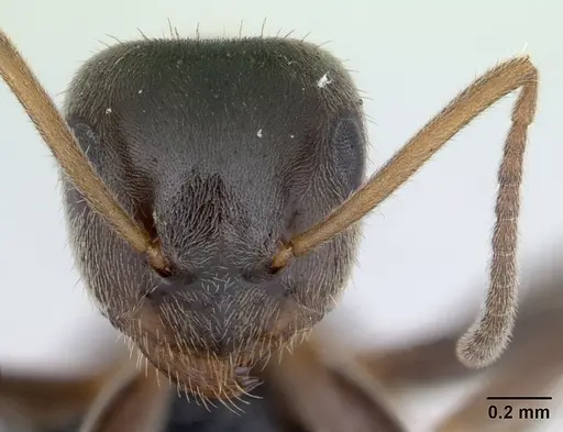 Lasius niger specimen CASENT0178774 image casent0178774_2