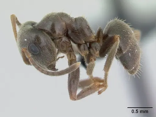 Lasius niger specimen CASENT0178774 image casent0178774_3
