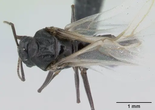 Lasius niger specimen CASENT0178775 image casent0178775_1