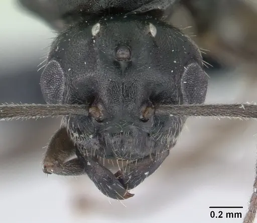 Lasius niger specimen CASENT0178775 image casent0178775_2