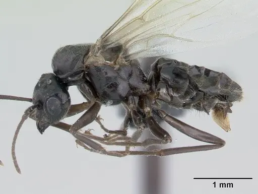 Lasius niger specimen CASENT0178775 image casent0178775_3