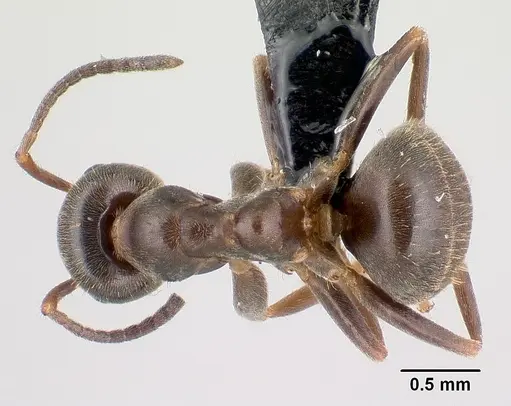 Lasius niger specimen CASENT0179897 image casent0179897_1