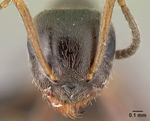 Lasius niger specimen CASENT0179897 image casent0179897_2