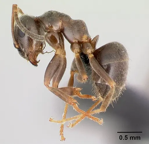 Lasius niger specimen CASENT0179897 image casent0179897_3