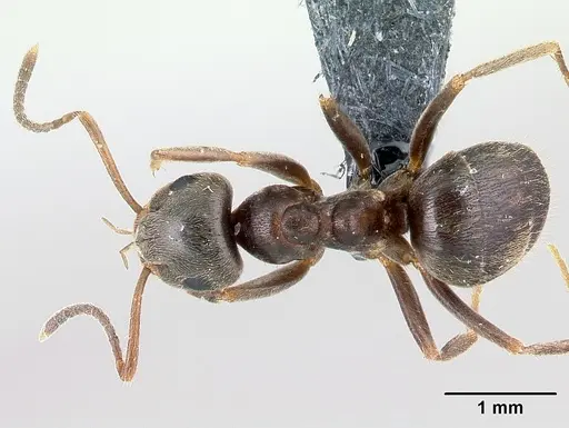 Lasius niger specimen CASENT0179929 image casent0179929_1