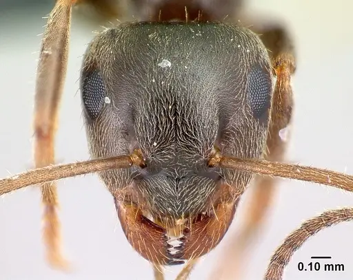 Lasius niger specimen CASENT0179929 image casent0179929_2