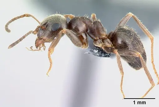 Lasius niger specimen CASENT0179929 image casent0179929_3