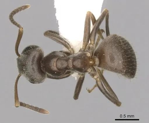 Lasius niger specimen CASENT0280452 image casent0280452_1