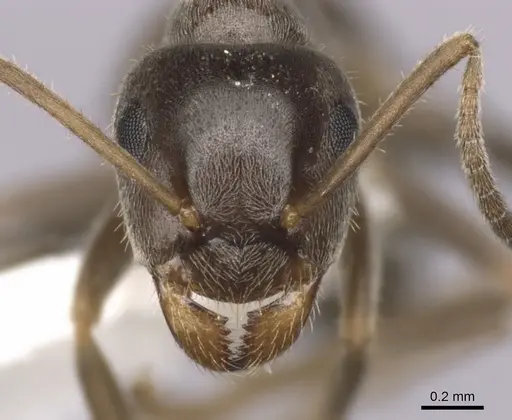 Lasius niger specimen CASENT0280452 image casent0280452_2