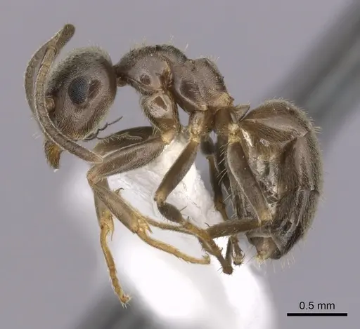 Lasius niger specimen CASENT0280452 image casent0280452_3
