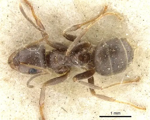 Lasius niger specimen CASENT0903221 image casent0903221_1