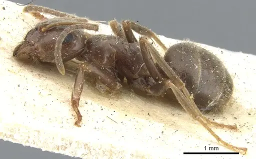 Lasius niger specimen CASENT0903221 image casent0903221_3