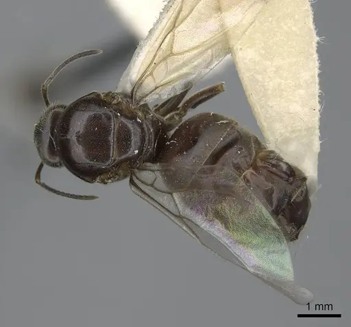 Lasius niger specimen CASENT0923060 image casent0923060_1