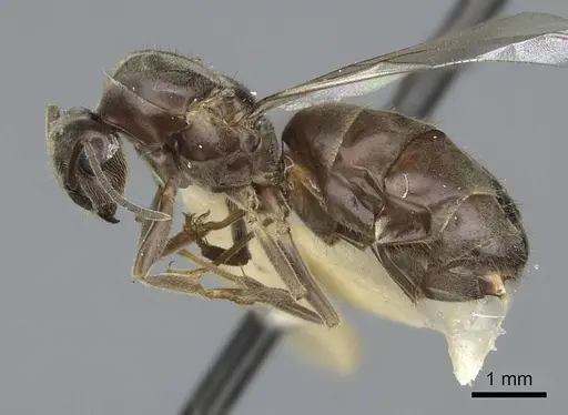 Lasius niger specimen CASENT0923060 image casent0923060_3