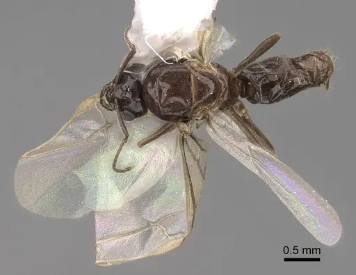 Lasius niger specimen CASENT0923061 image casent0923061_1
