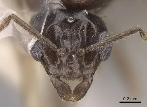Lasius niger specimen CASENT0923061 image casent0923061_2