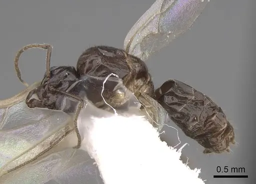 Lasius niger specimen CASENT0923061 image casent0923061_4
