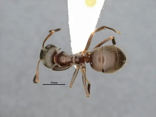 Lasius niger specimen CASENT4031895 image casent4031895_1