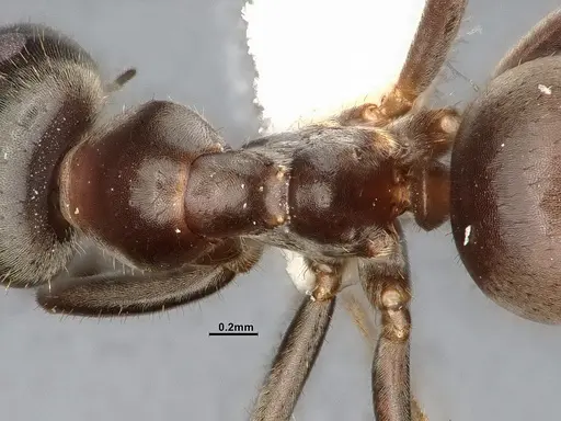 Lasius niger specimen CASENT4031895 image casent4031895_2