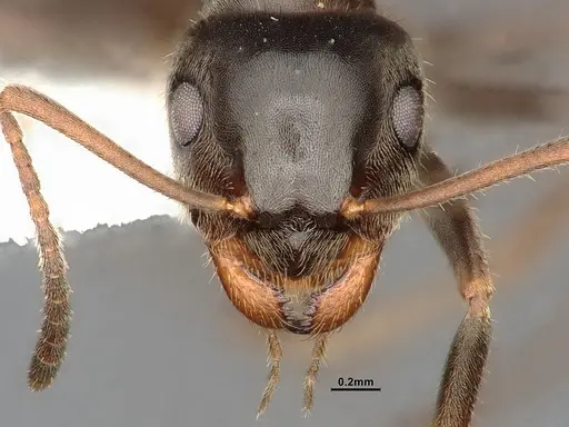 Lasius niger specimen CASENT4031895 image casent4031895_3