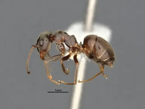 Lasius niger specimen CASENT4031895 image casent4031895_4