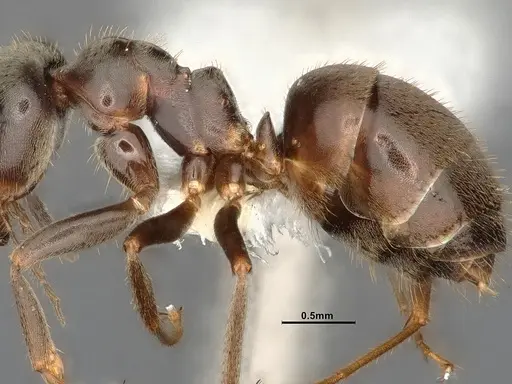 Lasius niger specimen CASENT4031895 image casent4031895_5