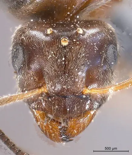 Lasius nigrescens specimen ANTWEB1008433 image antweb1008433_1