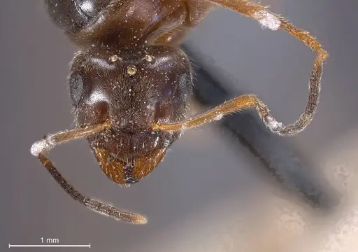 Lasius nigrescens specimen ANTWEB1008433 image antweb1008433_2