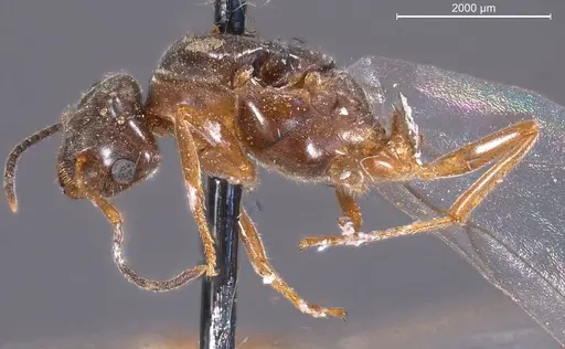 Lasius nigrescens specimen ANTWEB1008433 image antweb1008433_3