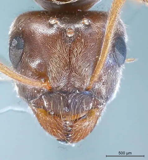Lasius nigrescens specimen ANTWEB1008434 image antweb1008434_3