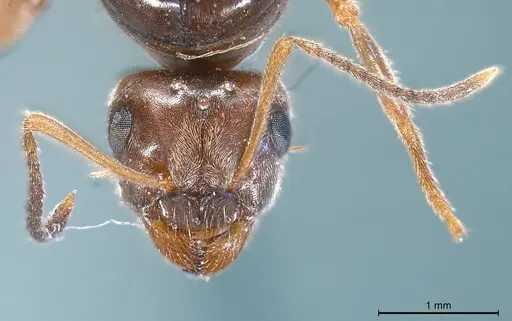 Lasius nigrescens specimen ANTWEB1008434 image antweb1008434_4