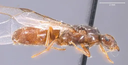 Lasius nigrescens specimen ANTWEB1008434 image antweb1008434_5