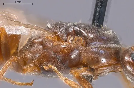 Lasius nigrescens specimen ANTWEB1008434 image antweb1008434_6