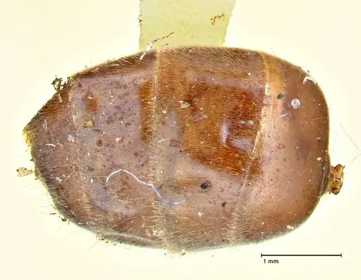 Lasius nigrescens specimen FOCOL2740 image focol2740_2