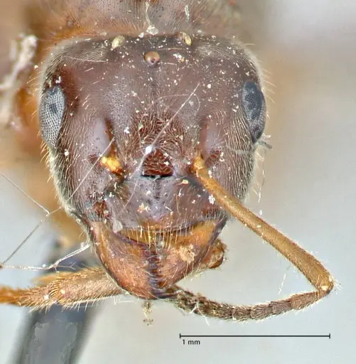 Lasius nigrescens specimen FOCOL2740 image focol2740_3