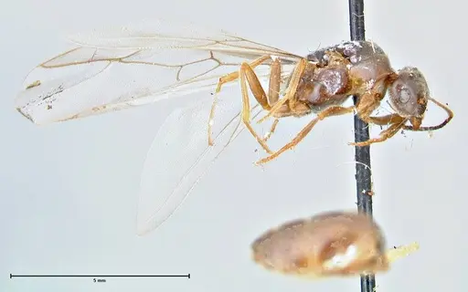 Lasius nigrescens specimen FOCOL2740 image focol2740_5