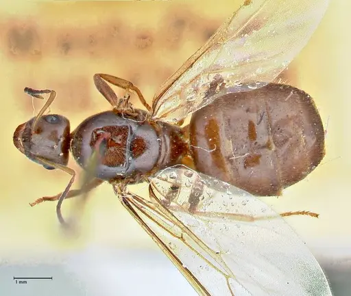 Lasius nigrescens specimen FOCOL2741 image focol2741_1