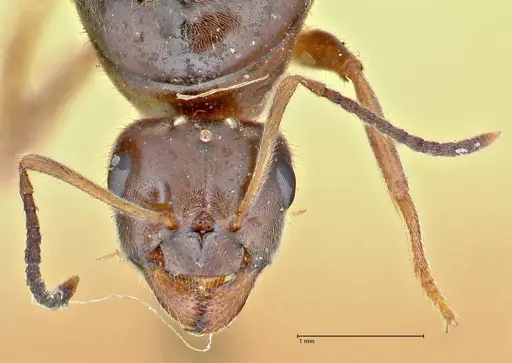 Lasius nigrescens specimen FOCOL2741 image focol2741_2