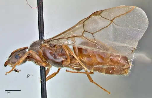 Lasius nigrescens specimen FOCOL2741 image focol2741_3