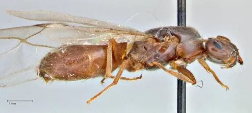 Lasius nigrescens specimen FOCOL2741 image focol2741_4